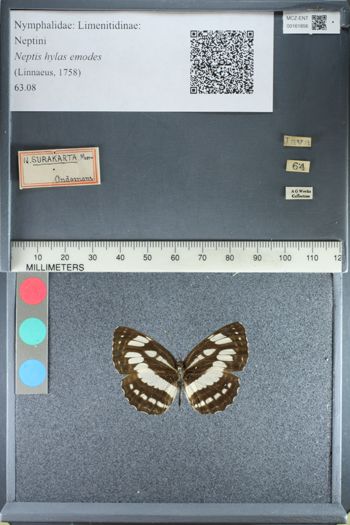 Media type: image;   Entomology 161856